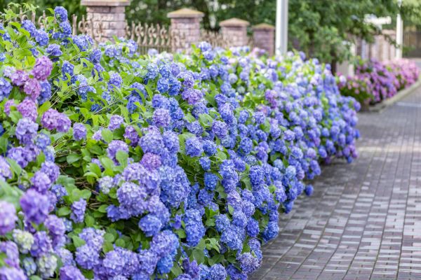 Hydrangea Landscaping in Auburn