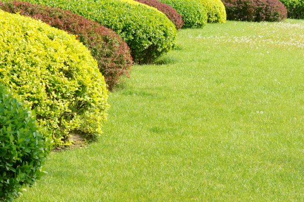 Shrubbery Planting in Auburn