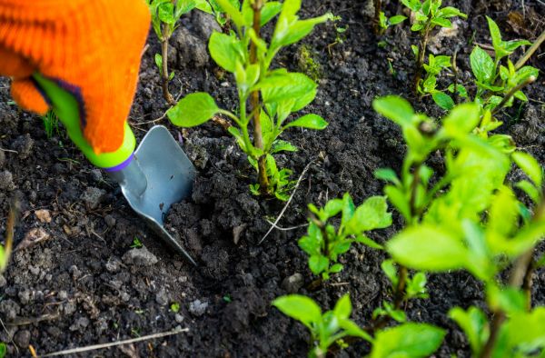 Hydrangea Planting in Auburn