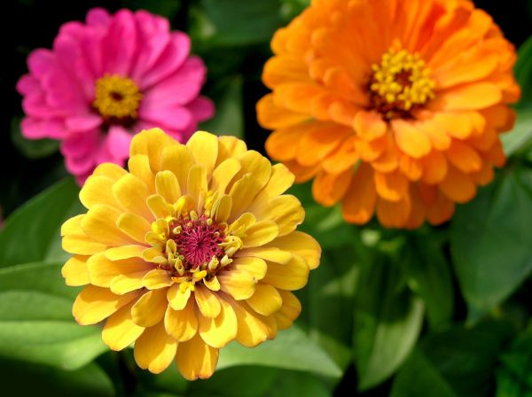 Zinnia Planting in Auburn
