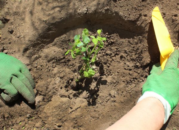 Rose Bush Planting in Auburn