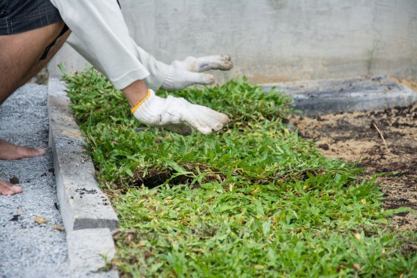 Ground Cover Planting in Auburn
