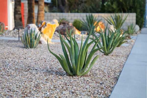 Drought Resistant Landscaping in Auburn