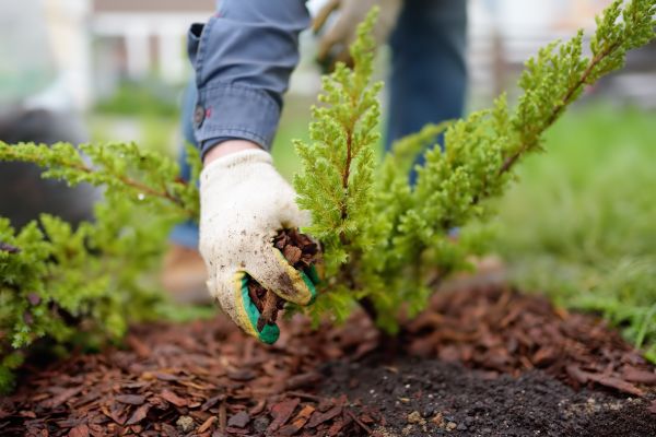 Church Mulching in Auburn