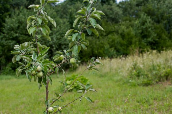 Apple Tree Planting in Auburn