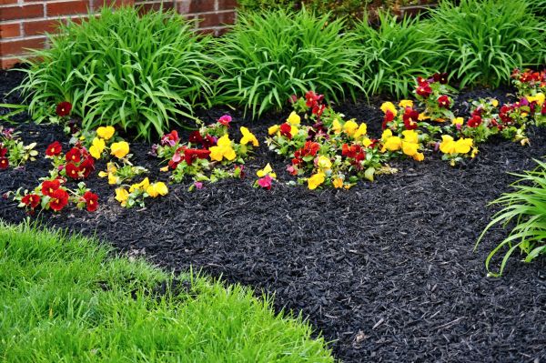 Apartment Mulching in Auburn