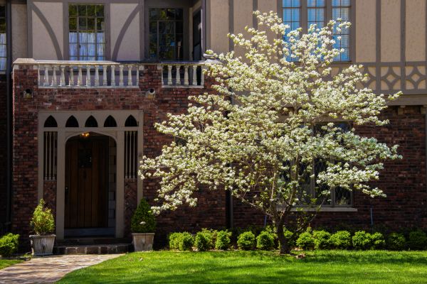 Dogwood Tree Planting in Auburn